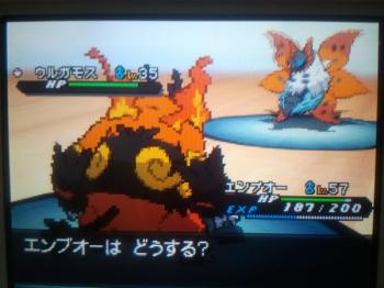 emboar_volcarona.jpeg