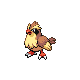 Pidgey