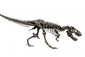 Tyrannosaurus-rex-300x200