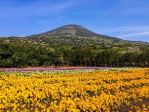 campo di fiori di Hachijo-jima