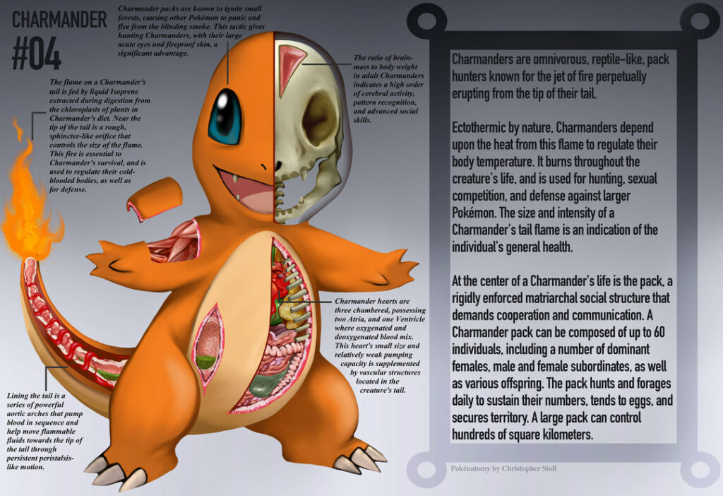 charmander pokénatomy