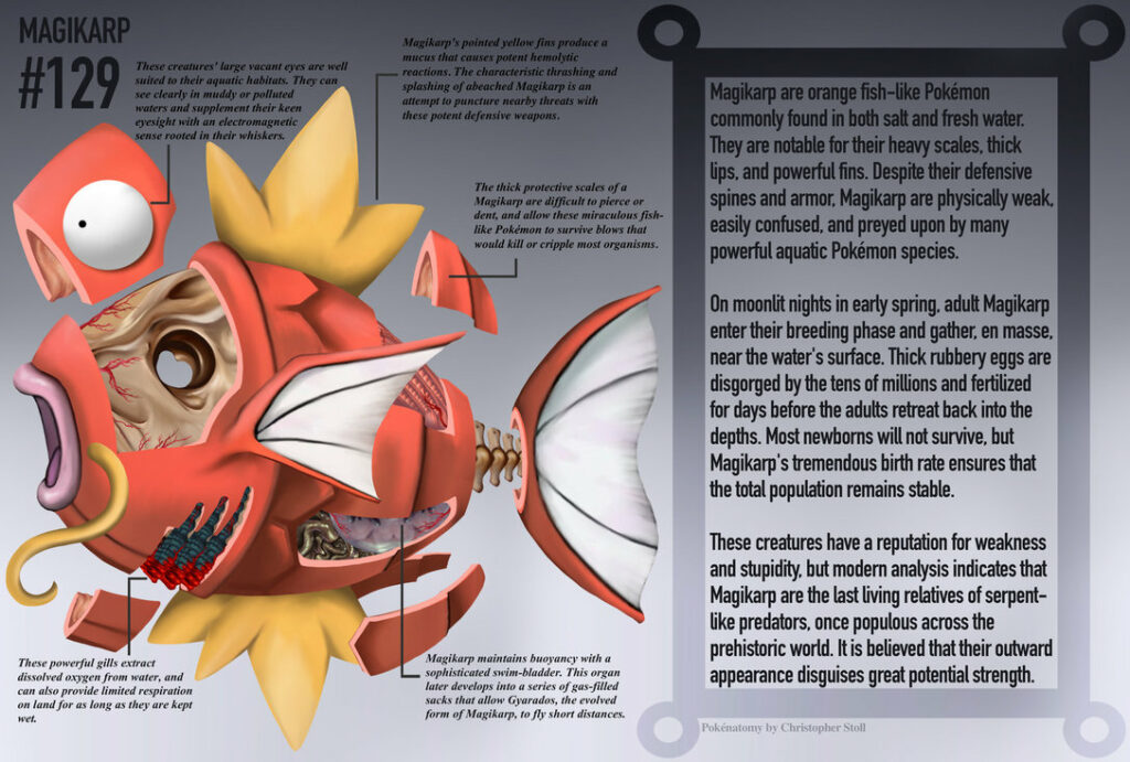 magikarp pokénatomy