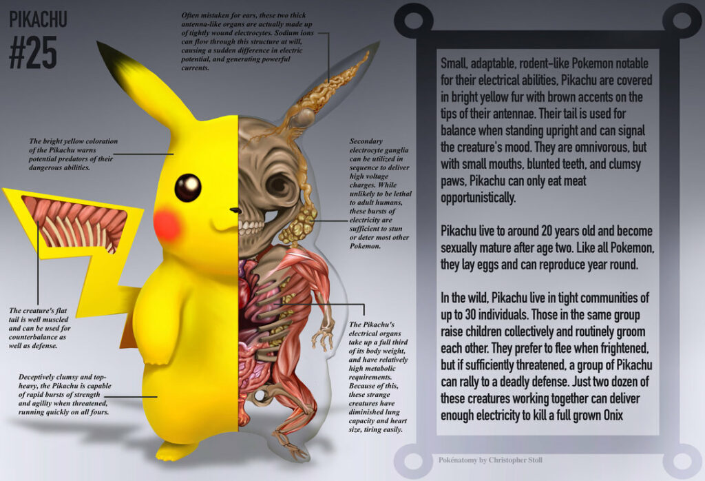 pikachu pokénatomy