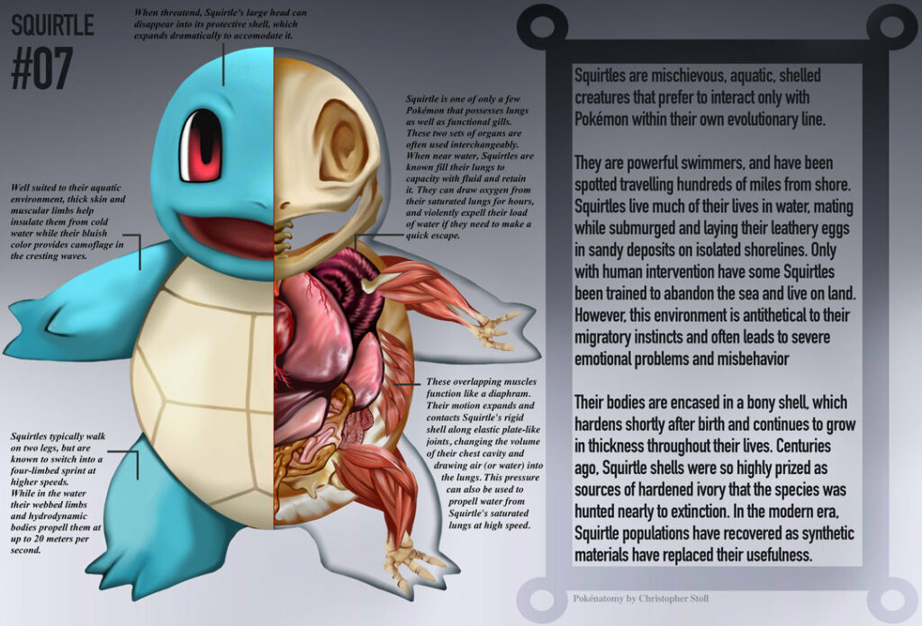 squirtle pokénatomy