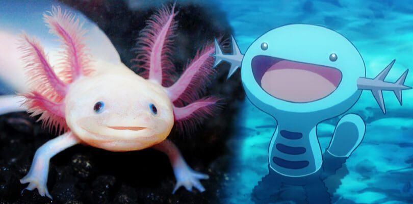 10 animali bizzarri da cui sono stati tratti dei Pokémon