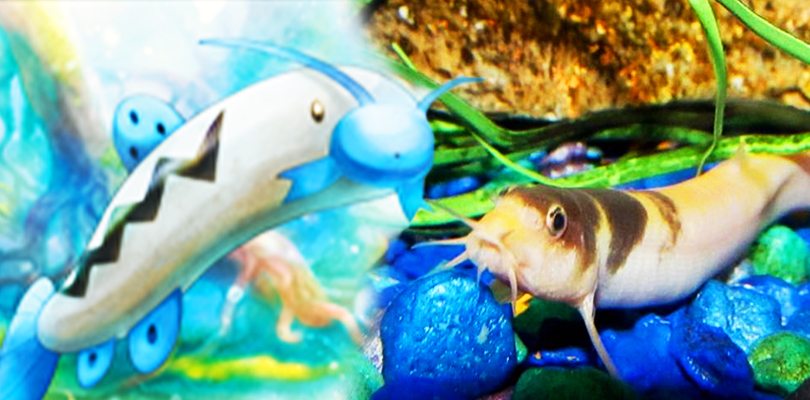 Altri 10 animali bizzarri da cui sono stati tratti dei Pokémon