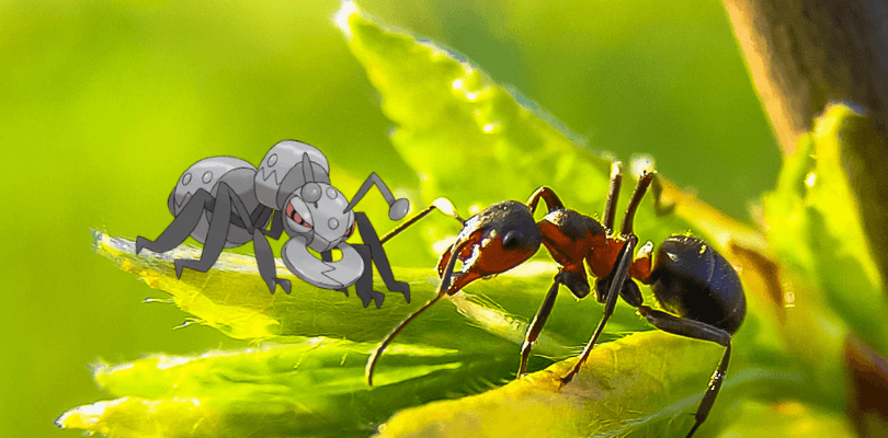 Nuove specie di formiche riceveranno il nome di alcuni Pokémon: ecco il sondaggio!