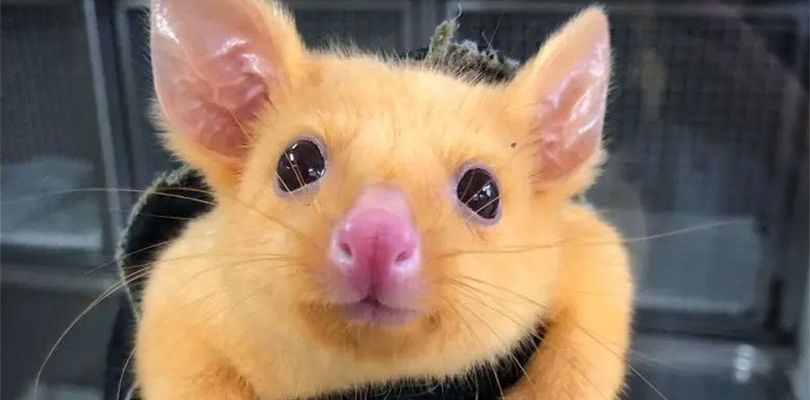 Pikachu esiste davvero ed è un opossum australiano con una mutazione genetica