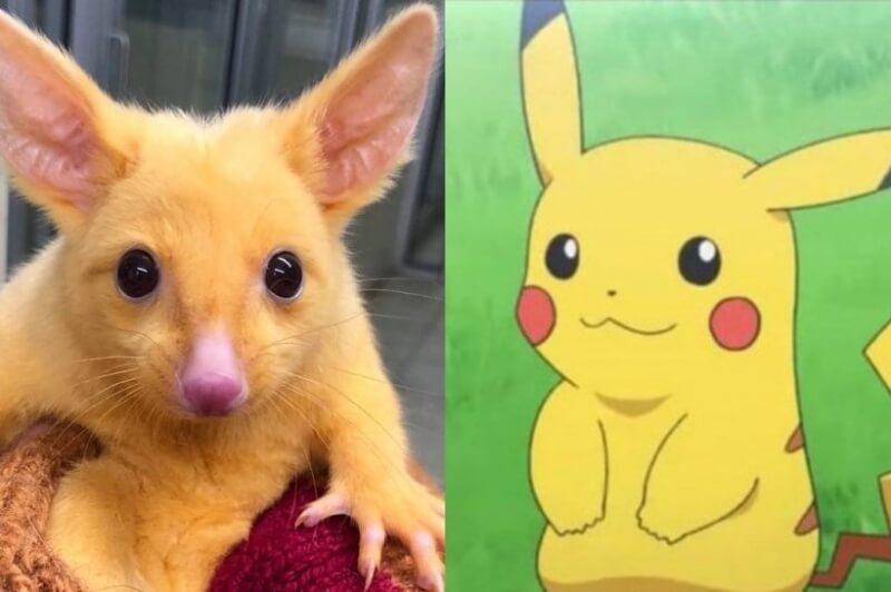 pikachu con opossum