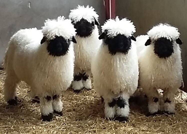 Gruppo di Pecore Naso Nero del Vallese