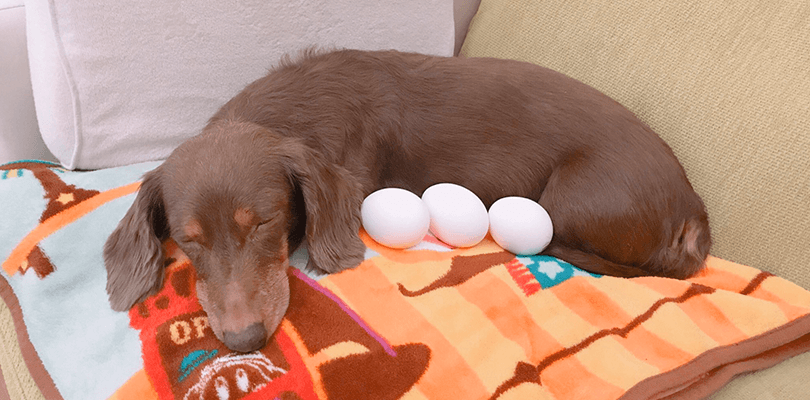 Un fan ricrea il logo di HAL Laboratory nella vita reale