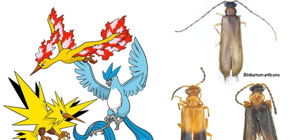 coleotteri Articuno Zapdos Moltres