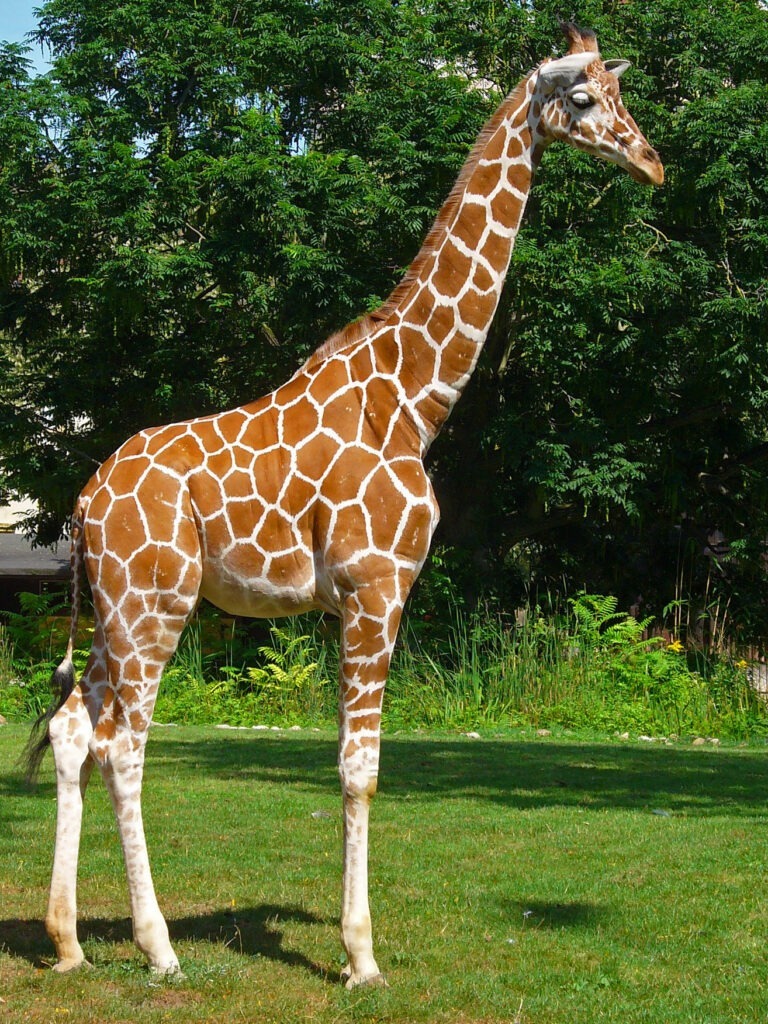 giraffa farigiraf