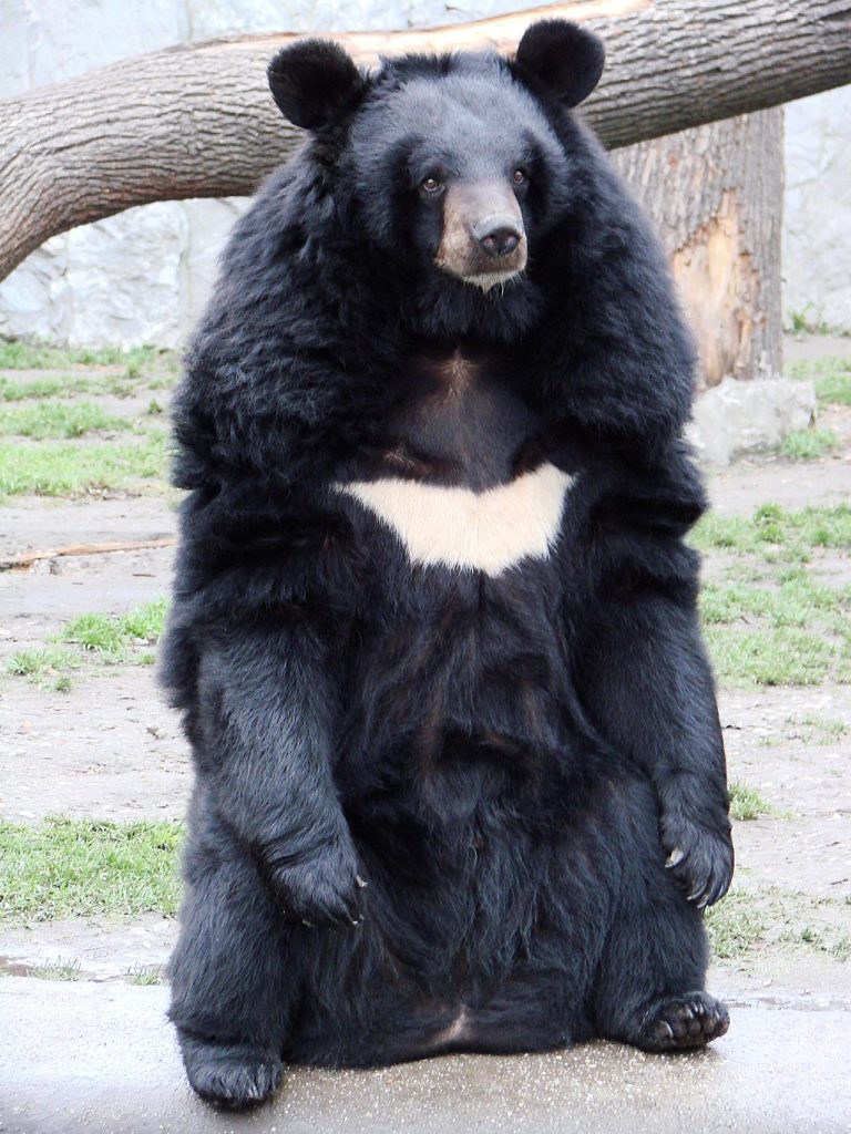 orso tibetano