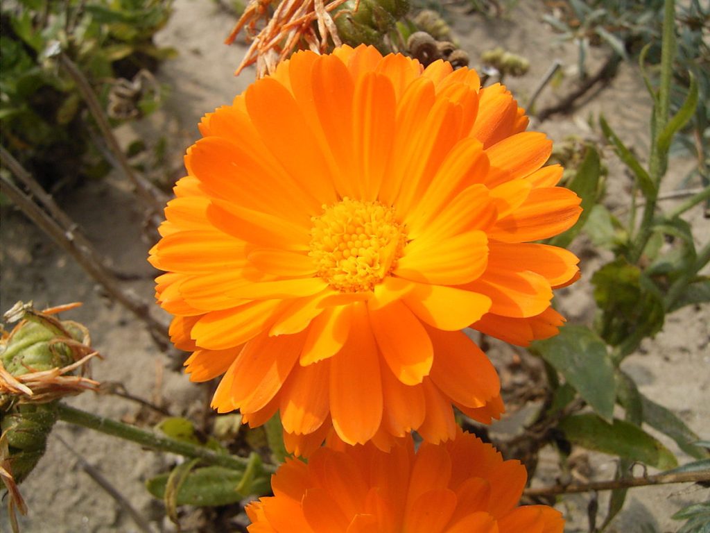 calendula