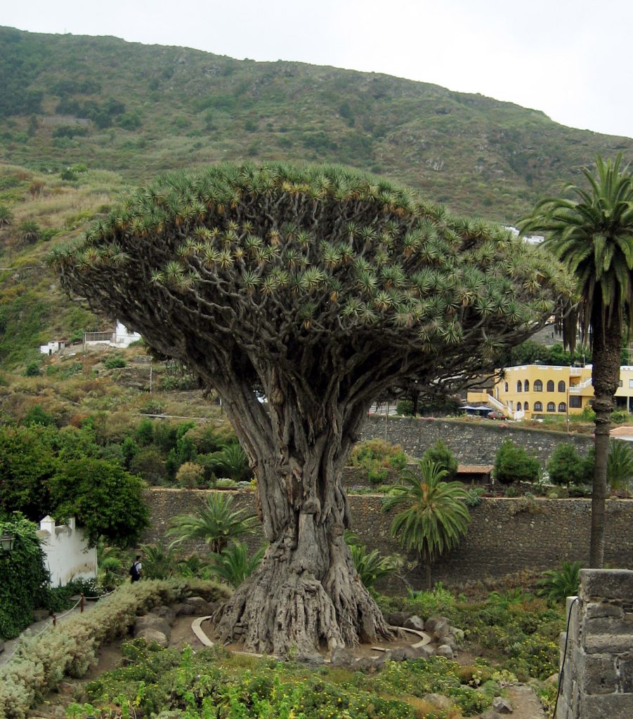 albero drago Tenerife