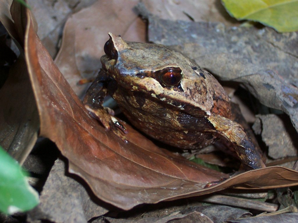 megophrys rana