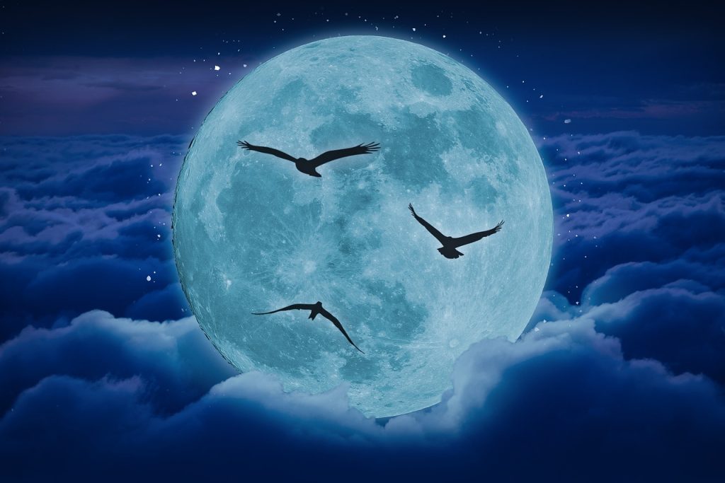 uccelli luna