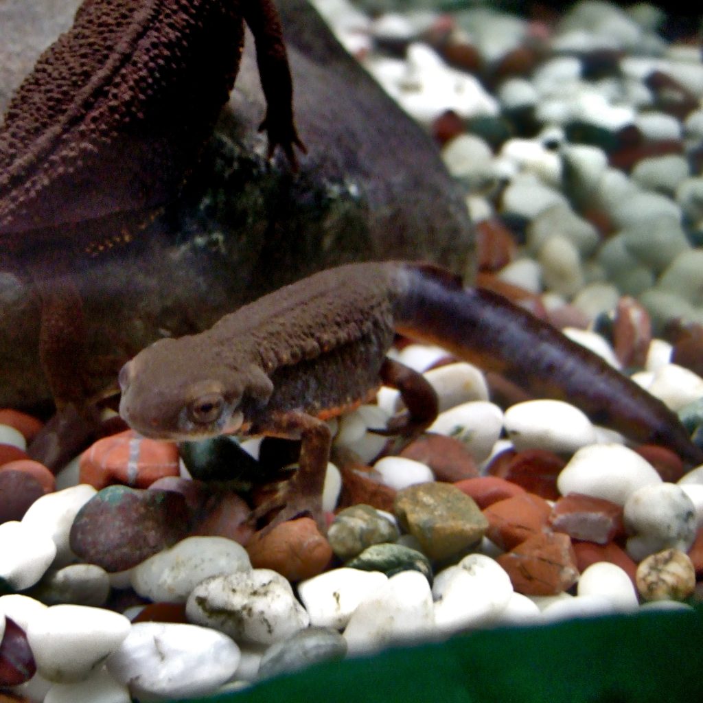 Cynops_pyrrhogaster