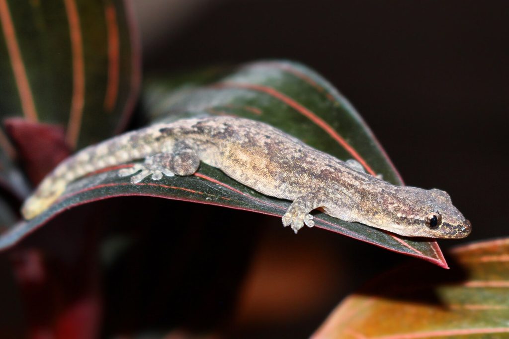 Mourning gecko geco del lutto