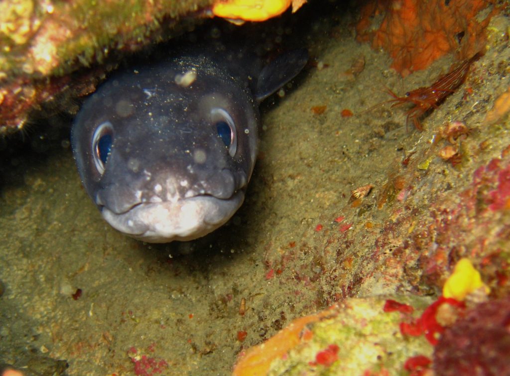 Conger conger