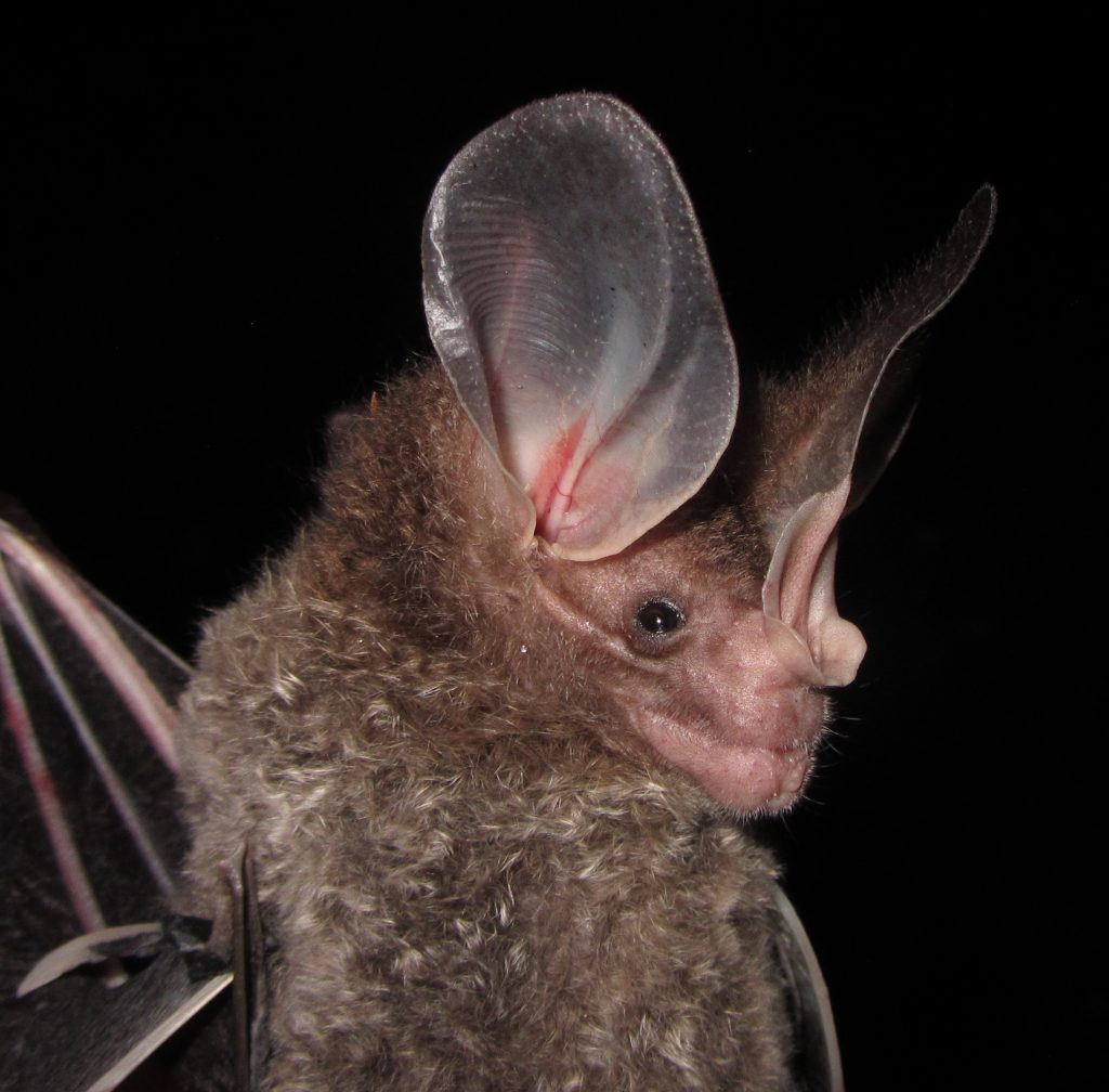 Chrotopterus_auritus_at_Sachavacyoc