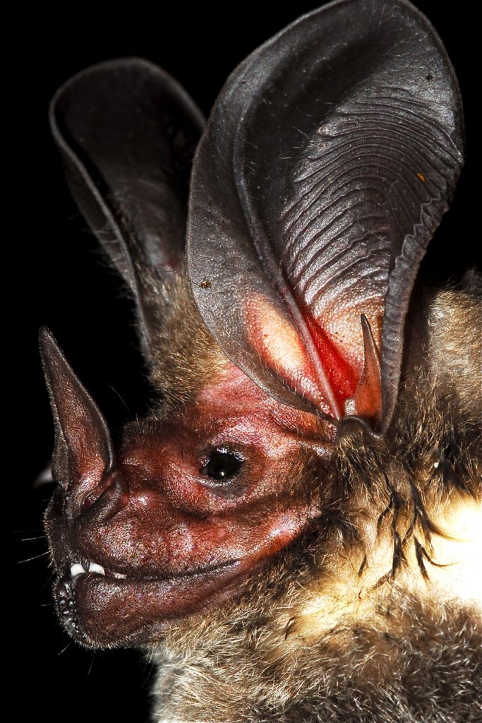 Lophostoma