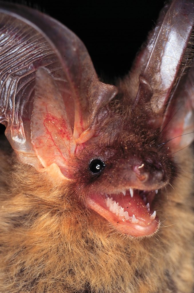 Plecotus auritus