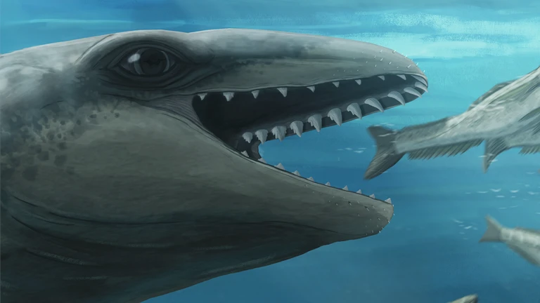 fossile Janjucetus dullardi
