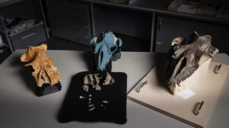 fossile Janjucetus dullardi