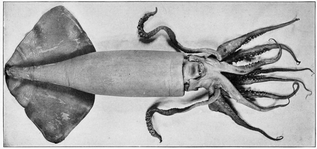 Dosidicus gigas