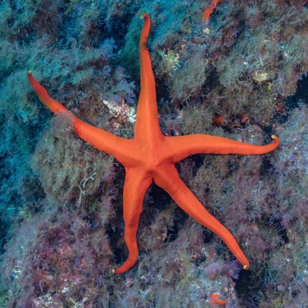 Narcissia_canariensis