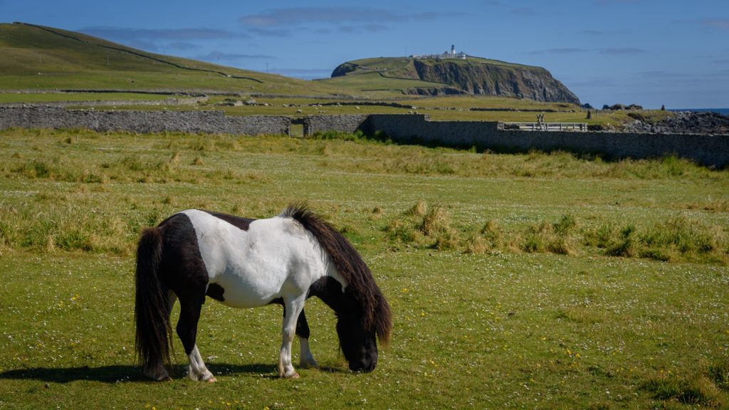 Shetland Pony