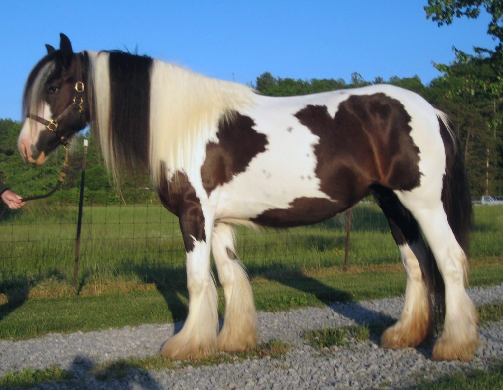gypsy vanner
