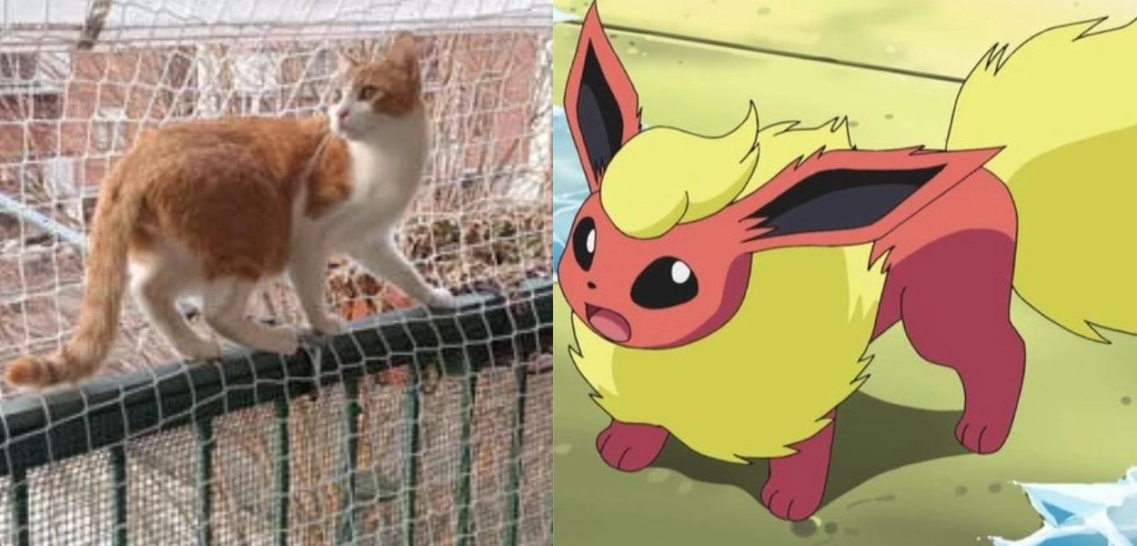Un gatto di nome Flareon è alla ricerca del suo Allenatore
