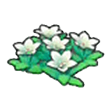 Fiori montani (bianchi)