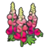 Fiori vigorosi