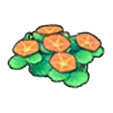 Fiori costieri (arancioni)