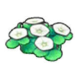 Fiori costieri (bianchi)