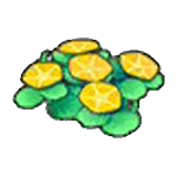 Fiori costieri (gialli)